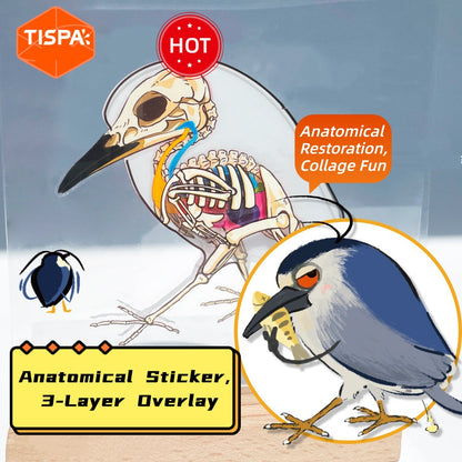 Anatomical Restoration 2.0 Sticker Puzzle - 3D Cute Ornament DIY Kids' Diorama Making # 2
