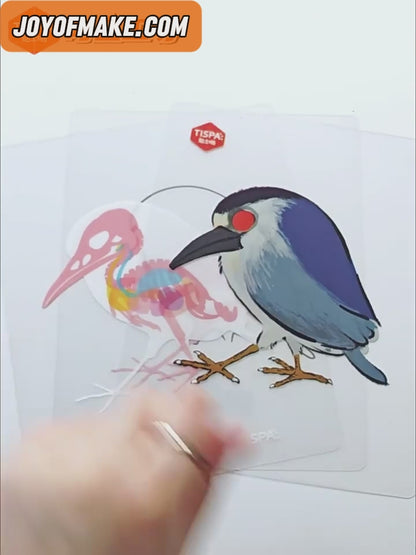 Anatomical Restoration 2.0 Sticker Puzzle - 3D Cute Ornament DIY Kids' Diorama Making # 2